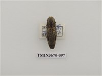 藏品(叩頭蟲(1))的圖片